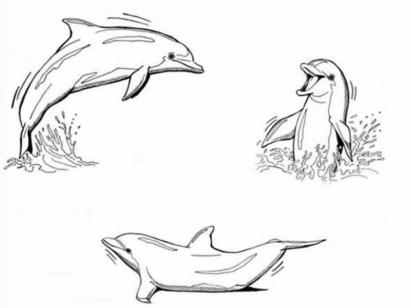 Coloriages dauphins 38