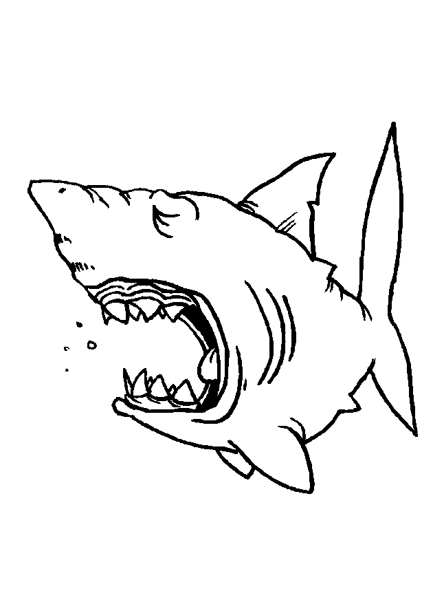 Coloriages requin 5