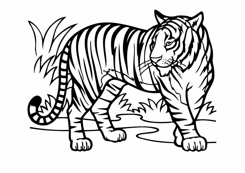 Coloriages tigre 14