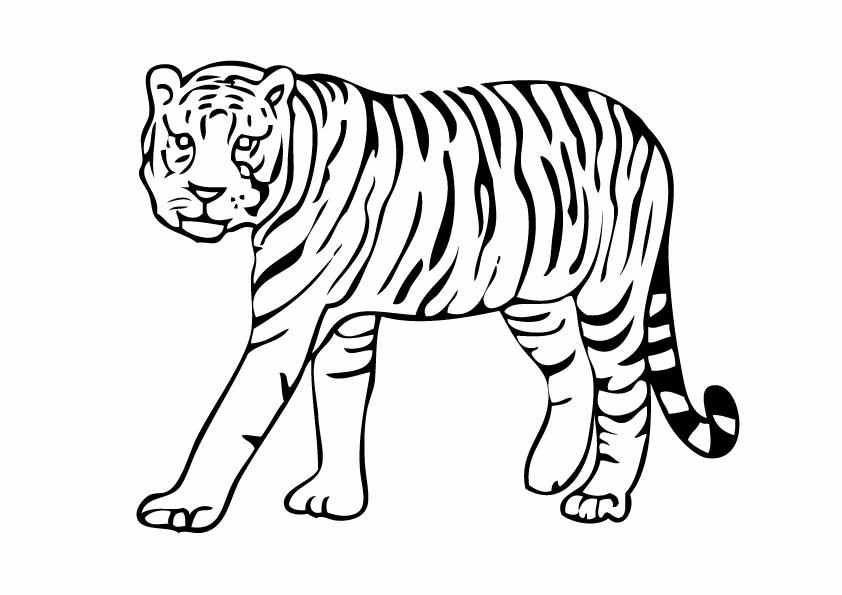 Coloriages tigre 17