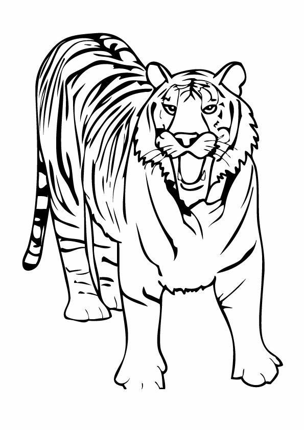 Coloriages tigre 19