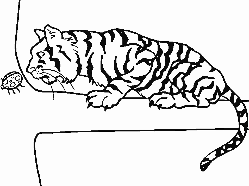 Coloriages tigre 8