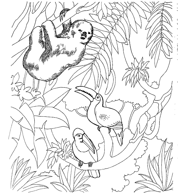 Coloriages zoo 3