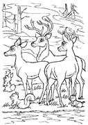 Coloriages bambi 61