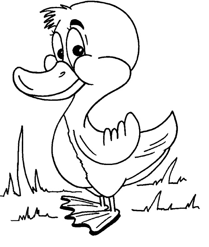 Coloriages canard 5