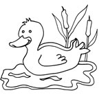 Coloriages canard 6