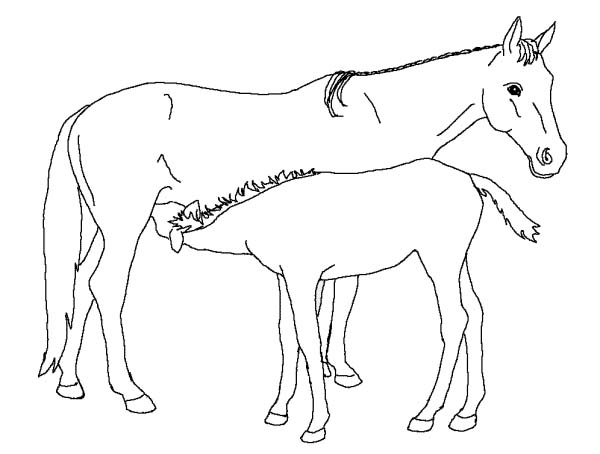 Coloriages cheval 2