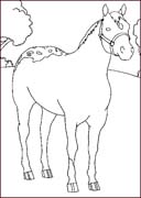 Coloriages cheval 43
