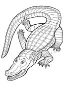 Coloriages crocodile 1