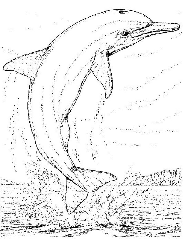 Coloriages dauphins 27