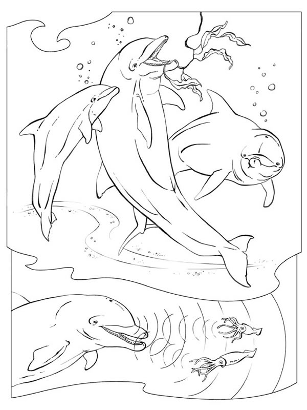 Coloriages dauphins 31