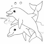 Coloriages dauphins 21
