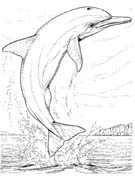 Coloriages dauphins 27