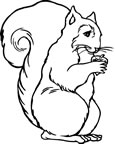 Coloriages ecureuils 1