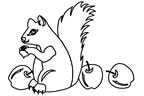 Coloriages ecureuils 2