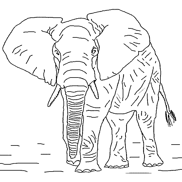Coloriages elephants 6