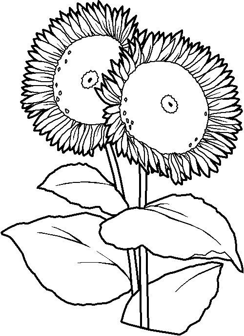 Coloriages fleurs 3