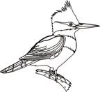 Coloriages oiseaux 19