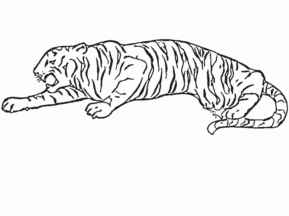 Coloriages tigre 10