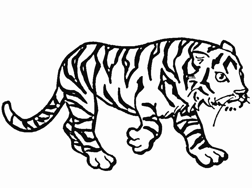 Coloriages tigre 9